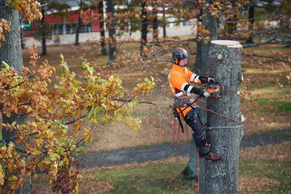 Træfælder bruger motorsav på toppen af et træ.